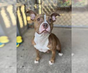 American Pit Bull Terrier-Unknown Mix Dogs for adoption in Crete, IL, USA