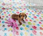 Small #10 Dachshund