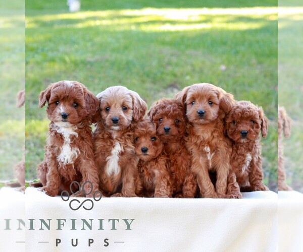 Medium Photo #2 Cavapoo (Miniature) Puppy For Sale in LITITZ, PA, USA