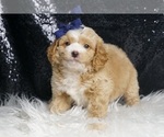 Small Photo #77 Goldendoodle (Miniature) Puppy For Sale in WARSAW, IN, USA