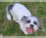 Small #5 Shih Tzu Mix