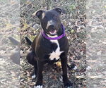 Small #1 American Pit Bull Terrier Mix