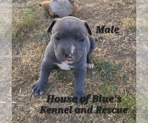 American Pit Bull Terrier Puppy for sale in DELAWARE, OH, USA