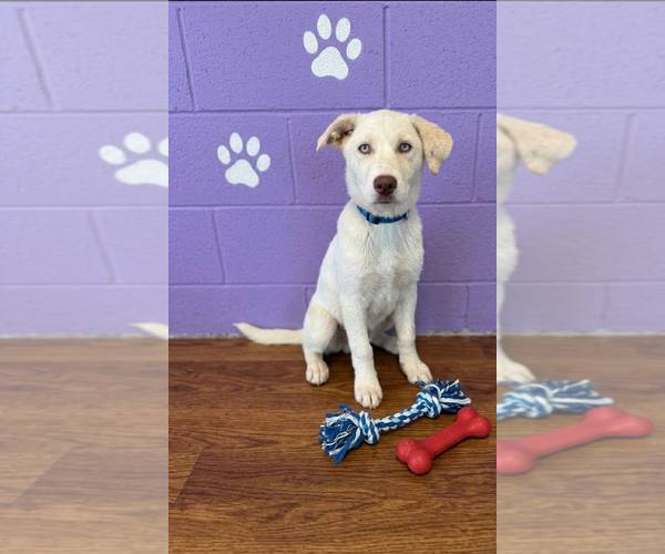 Medium Photo #1 Golden Pyrenees Puppy For Sale in Genesee, WI, USA