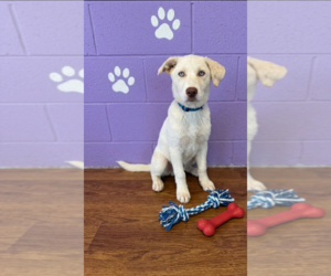 Golden Pyrenees Dogs for adoption in Genesee, WI, USA