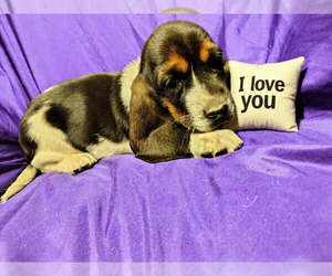 Basset Hound Puppy for sale in SALEM, WV, USA