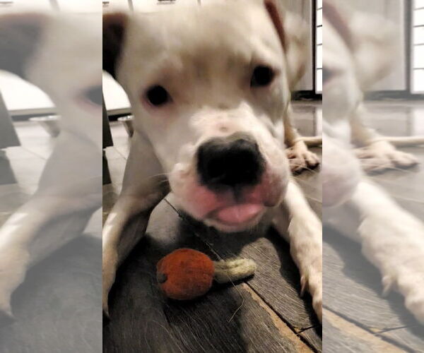 Medium Photo #4 American Bulldog-Unknown Mix Puppy For Sale in Strongsville, OH, USA