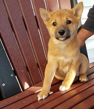 Medium Photo #1 Shiba Inu Puppy For Sale in ARTHUR, IL, USA