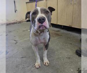 Mutt Dogs for adoption in Camarillo, CA, USA