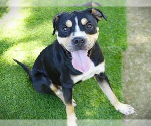 American Pit Bull Terrier-Unknown Mix Dogs for adoption in Tallahassee, FL, USA