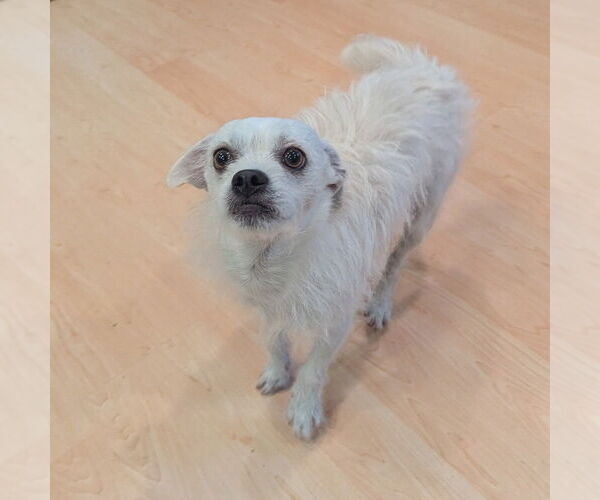 Medium Photo #4 Mutt Puppy For Sale in Vail, AZ, USA