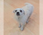 Small #3 Mutt