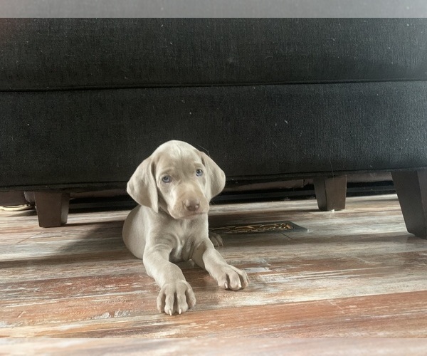 Medium Photo #3 Weimaraner Puppy For Sale in SCENERY HILL, PA, USA