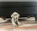 Small Photo #3 Weimaraner Puppy For Sale in SCENERY HILL, PA, USA