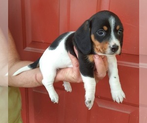 Dachshund Puppy for sale in COTTAGEVILLE, SC, USA