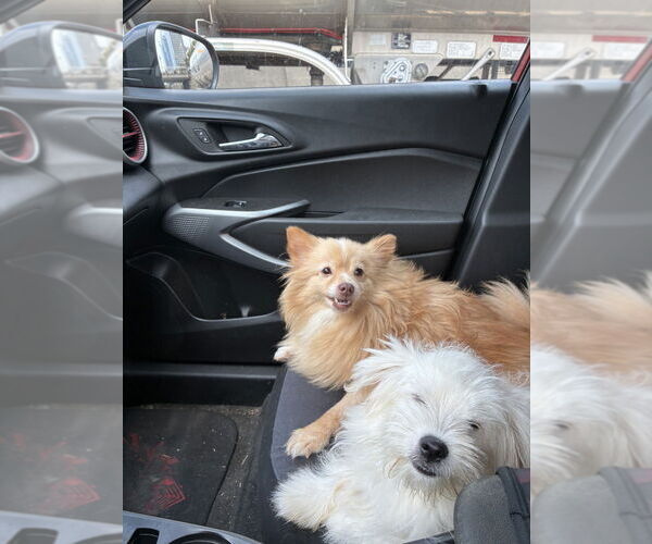 Medium Photo #2 Pomeranian Puppy For Sale in Aurora, IN, USA