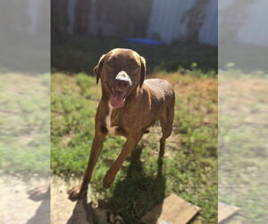 Mutt Dogs for adoption in Jackson, MS, USA