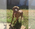Jennica - Female Mutt Dog for Adoption - Small photo