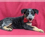 Small Photo #8 Australian Cattle Dog Puppy For Sale in HOLTWOOD, PA, USA