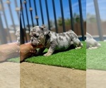 Small English Bulldog
