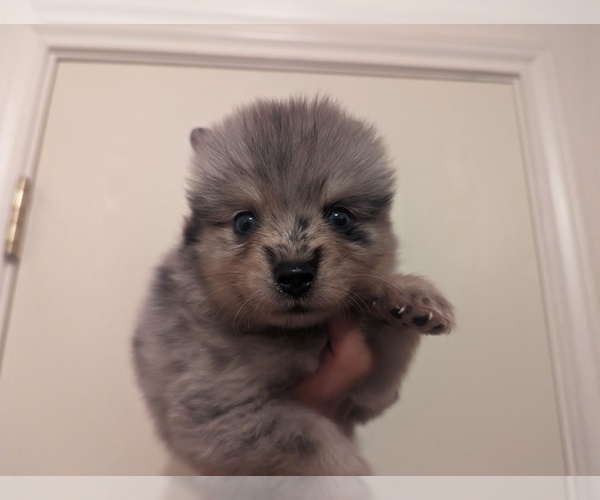 Medium Photo #2 Pomsky Puppy For Sale in KILLEEN, TX, USA