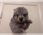 Small Photo #2 Pomsky Puppy For Sale in KILLEEN, TX, USA