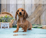 Small Photo #4 Dachshund Puppy For Sale in GREENWICH, OH, USA