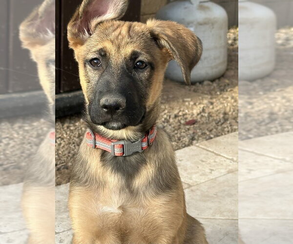 Medium Photo #1 Mutt Puppy For Sale in Dana Point, CA, USA