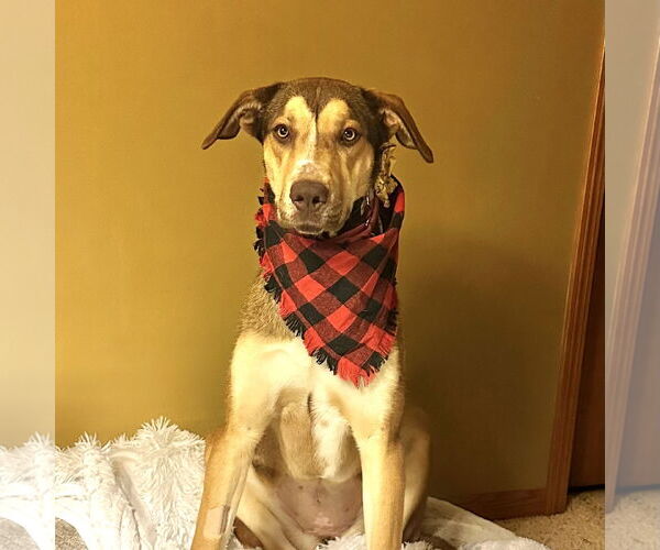 Medium Photo #9 German Shepherd Dog-Great Dane Mix Puppy For Sale in Fargo, ND, USA