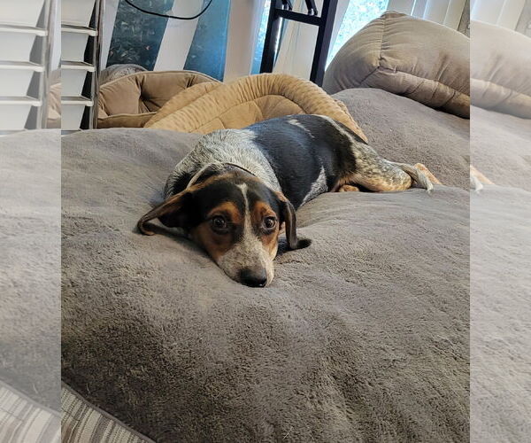 Medium Photo #8 Beagle Puppy For Sale in Las Vegas, NV, USA