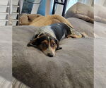 Small #7 Beagle
