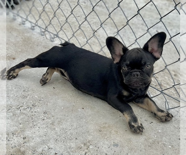Medium Photo #7 French Bulldog Puppy For Sale in JACKSONVILLE, FL, USA
