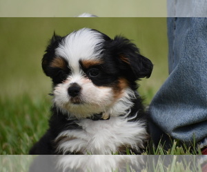 Auss-Tzu Puppy for sale in PALM COAST, FL, USA