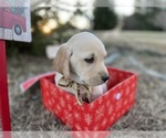 Small #2 Labrador Retriever