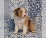 Small Photo #15 Miniature Australian Shepherd Puppy For Sale in HARRISON, OH, USA