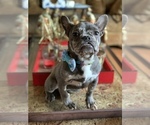 Small Photo #49 French Bulldog Puppy For Sale in BUSHKILL, PA, USA