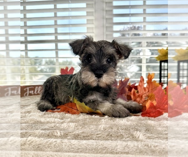 Medium Photo #1 Schnauzer (Miniature) Puppy For Sale in GREENFIELD, IN, USA