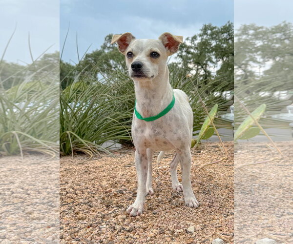 Medium Photo #3 Mutt Puppy For Sale in PIPE CREEK, TX, USA
