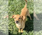 Small #5 Chihuahua Mix