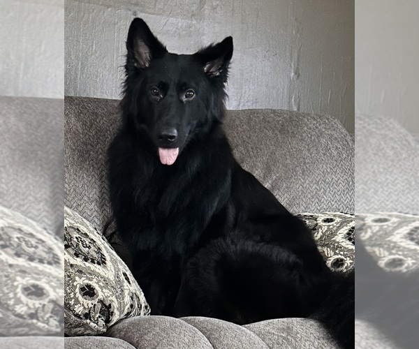 Medium Photo #1 German Shepherd Dog Puppy For Sale in VOLANT, PA, USA