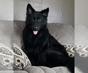 Father of the German Shepherd Dog puppies born on 08/30/2025