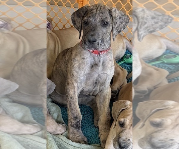 Medium Photo #3 Great Dane Puppy For Sale in GALLOWAY, OH, USA