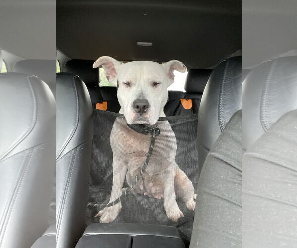 Medium Photo #8 American Pit Bull Terrier-Unknown Mix Puppy For Sale in Derwood, MD, USA