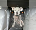 Small #7 American Pit Bull Terrier Mix