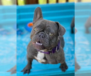 French Bulldog Dogs for adoption in Citrus Heights, CA, USA