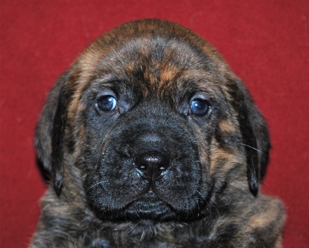 Medium Photo #2 Cane Corso-Mastiff Mix Puppy For Sale in CABOOL, MO, USA