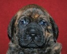 Small Photo #2 Cane Corso-Mastiff Mix Puppy For Sale in CABOOL, MO, USA