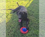 Small #1 Labrador Retriever Mix
