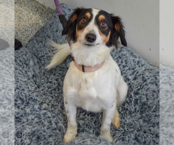 Medium Photo #3 Beagle-English Springer Spaniel Mix Puppy For Sale in Huntley, IL, USA
