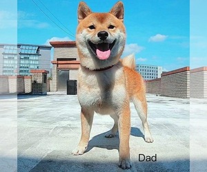 Father of the Shiba Inu puppies born on 07/22/2023